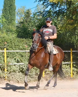 Cavallo PRE