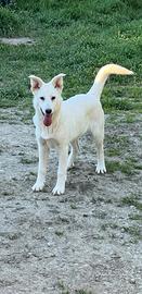 Cucciola Pastorina Svizzera in Adozione