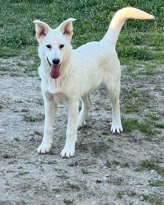 Cucciola Pastorina Svizzera in Adozione
