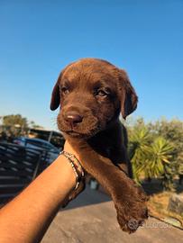 labrador retriver 
