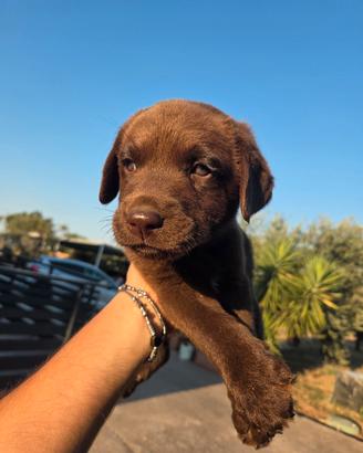 labrador retriver 