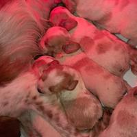 Cuccioli di epagneul breton