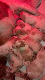 Cuccioli di epagneul breton