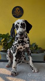 Cucciole di Dalmata con Pedigree ENCI