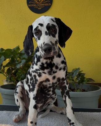 Cucciole di Dalmata con Pedigree ENCI