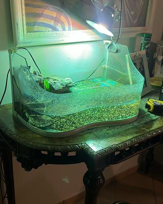 Acquario per tartaruga