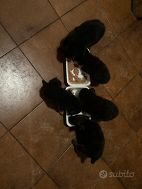 Cuccioli pastore tedesco e incrocio con Terranova