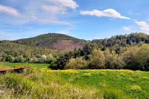 Area verde a Amelia