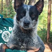 Australian cattle dog