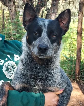 Australian cattle dog