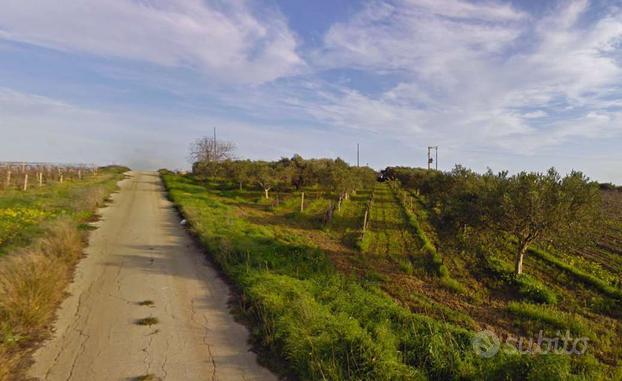 Terreno agricolo ad uliveto