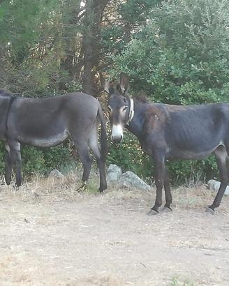 Asino maschio e femmina - Arzana