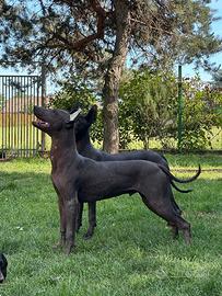 XOLOITZCUINTLE/Cane nudo messicano