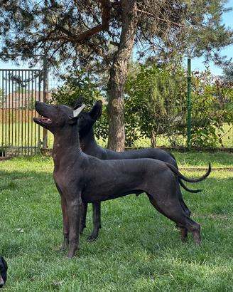 XOLOITZCUINTLE/Cane nudo messicano