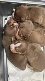 Tricolor pitbull