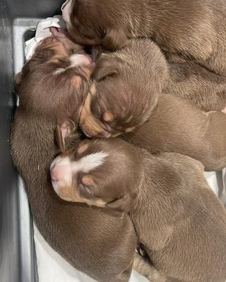 Tricolor pitbull