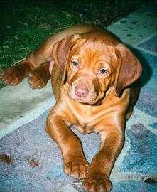 Cucciolo bracco ungherese maschio
