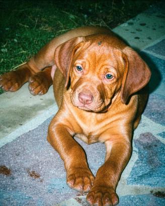 Cucciolo bracco ungherese maschio