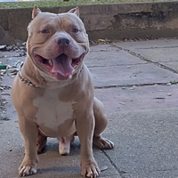 American bully ABKC