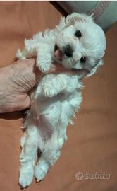 splendida cucciola di maltese toy