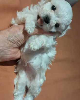 splendida cucciola di maltese toy