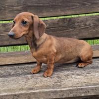 Cuccioli bassotto tedesco