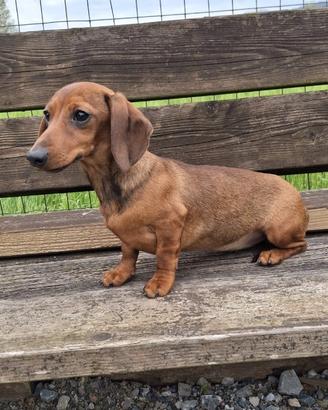 Cuccioli bassotto tedesco