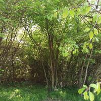 Vicoforte (CN), terreno edificabile