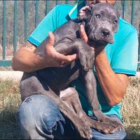 Cane corso