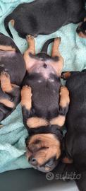 cuccioli di bassotto tedesco