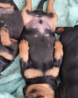 cuccioli di bassotto tedesco