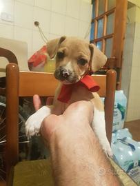 Cucciolo di tre mesi mini