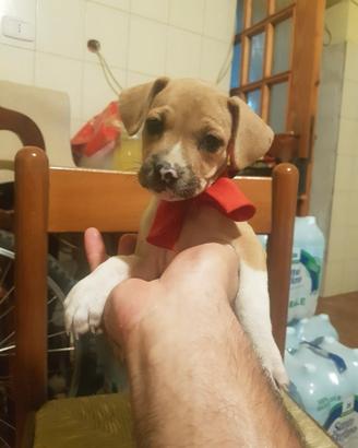 Cucciolo di tre mesi mini
