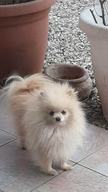 Spitz pomerania femmina adulta Taglia MINI