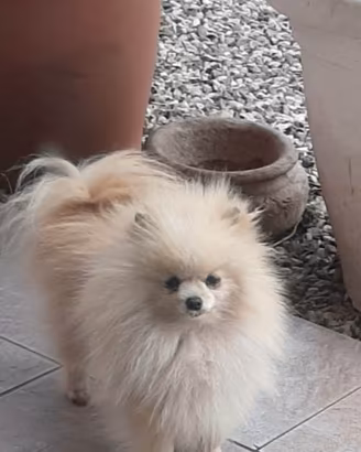 Spitz pomerania femmina adulta Taglia MINI