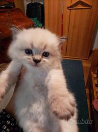 Gatti Siberiani Neva