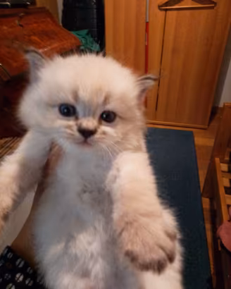 Gatti Siberiani Neva