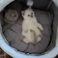 Scottish Blue Point Straight