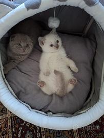 Scottish Blue Point Straight