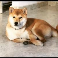 Shiba Inu