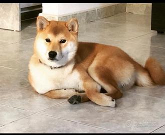 Shiba Inu