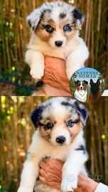 Cuccioli Australian / Pastore Australiano pedigree