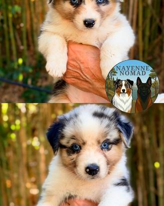 Cuccioli Australian / Pastore Australiano pedigree