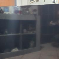 Sony Oled Bravia 65x85