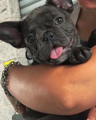 Bulldog francese grigio cucciolo