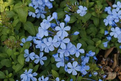 1plumbago 1gelsomino giallo 1 limone