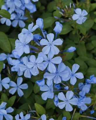 1plumbago 1gelsomino giallo 1 limone