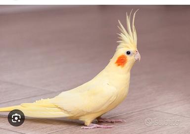 Calopsitta