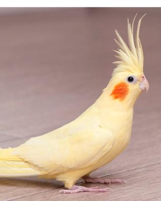 Calopsitta
