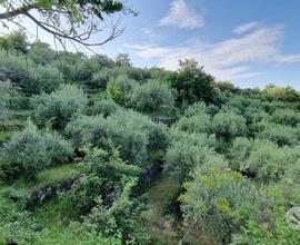 Terreno 7.000 mq e rustico a pidimonte etneo